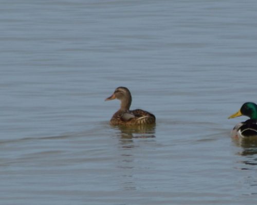 Anade Real en Manegodor