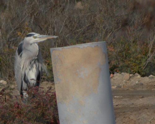 Garza Real en Manegodor