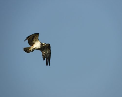 Águila pescadora en la marisma de Barbate