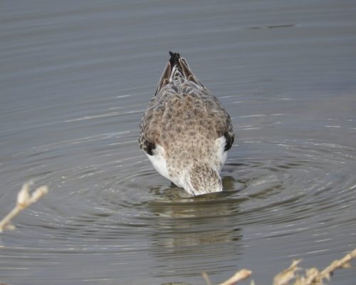 Correlimos tridáctilo en la marisma de Barbate