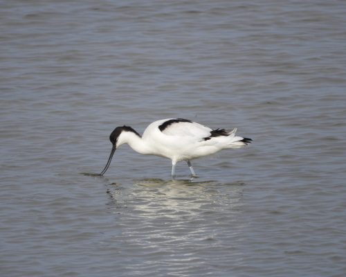 Avoceta en la marisma de Barbate