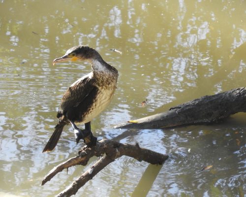 Cormoranes en La Barca de Vejer de la Fra.