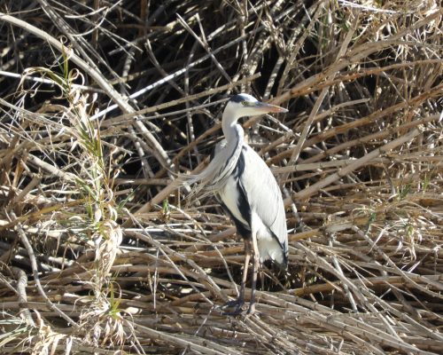 Garza real en la antigua laguna de La Janda