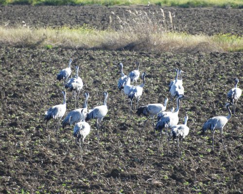 Grullas en la antigua laguna de La Janda