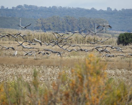 Grullas en la antigua laguna de La Janda