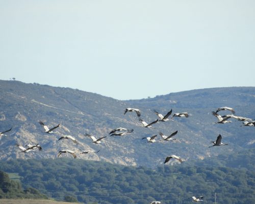 Grullas en la antigua laguna de La Janda