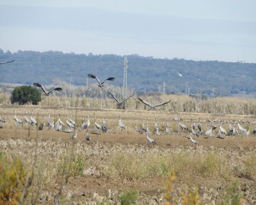 Grullas en la antigua laguna de La Janda