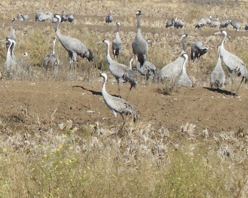 Grullas en la antigua laguna de La Janda