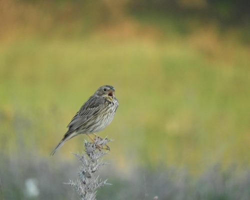 Escribano triguero en la antigua laguna de La Janda