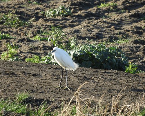 Garceta en la antigua laguna de La janda