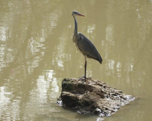 Garza real en La Barca de Vejer de la Frontera