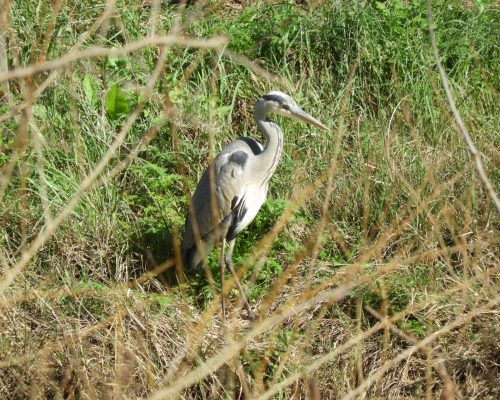 Garza real en La Barca de Vejer de la Frontera