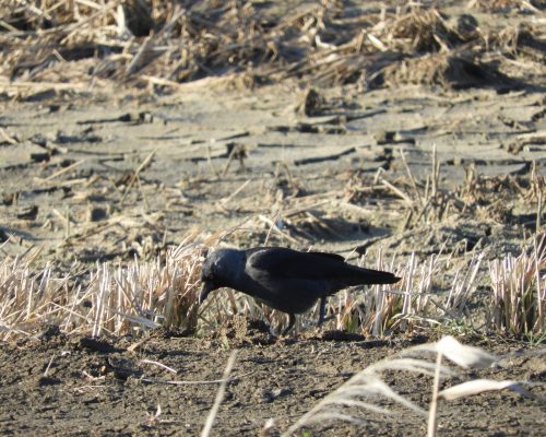 Grajilla en la antigua laguna de La Janda