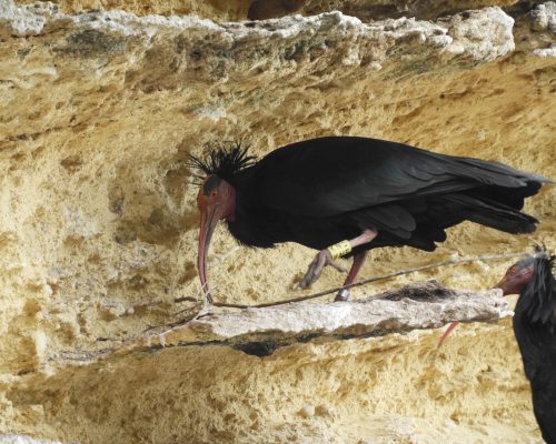 Ibis eremita en La Barca de Vejer de la Fra.