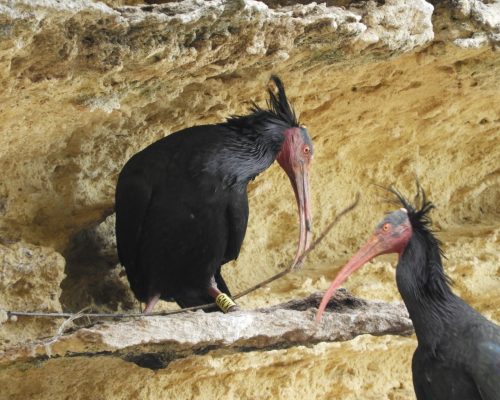 Ibis eremita en La Barca de Vejer de la Fra.