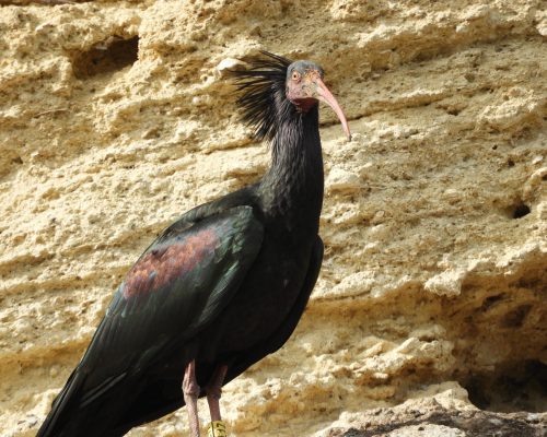 Ibis eremita en La Barca de Vejer de la Fra.