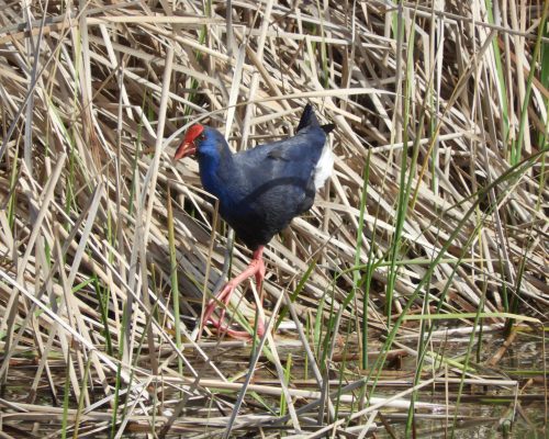 Calamón en la antigua laguna de La Janda