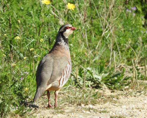 Perdiz en la antigua Laguna de La Janda