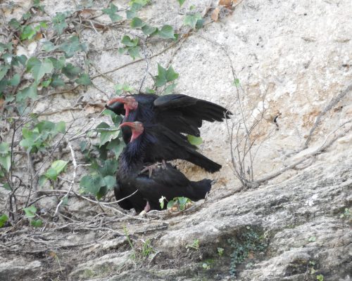 Pareja de ibis eremitas en La Barca de Vejer de la Fra.