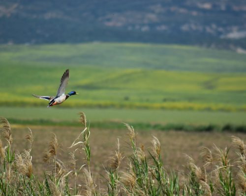 Ánade real hembra en la antigua Laguna de La Janda