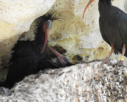 Ibis eremita con cría en La Barca de Vejer de la Fra.