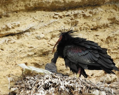 Ibis eremita con crías en La Barca de Vejer de la Fra.