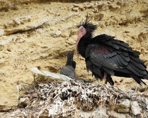 Ibis eremita con crías en La Barca de Vejer de la Fra.