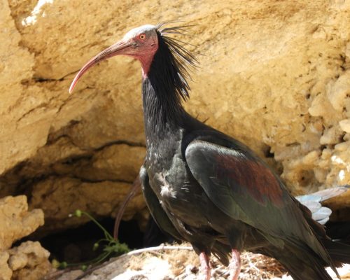 Ibis eremita en La Barca de Vejer de la Fra.