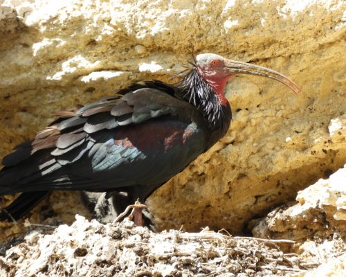 Ibis eremita en La Barca de Vejer de la Fra.