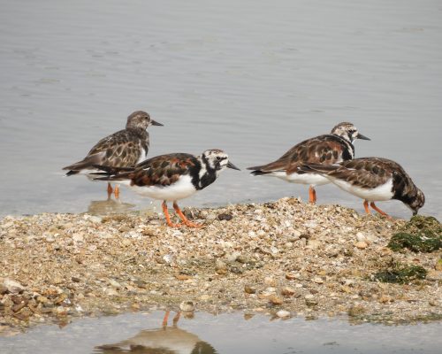 Vuelvepiedras en la marisma de Barbate