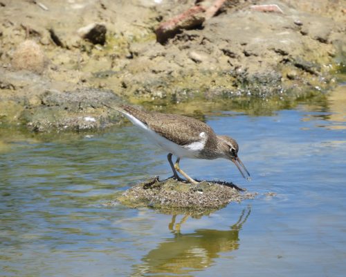 Andarríos chico en la marisma de Barbate