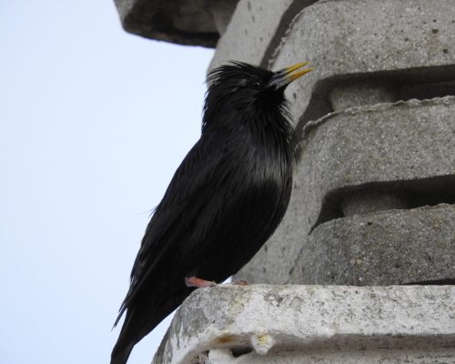 Estornino negro en Vejer de la Fra.