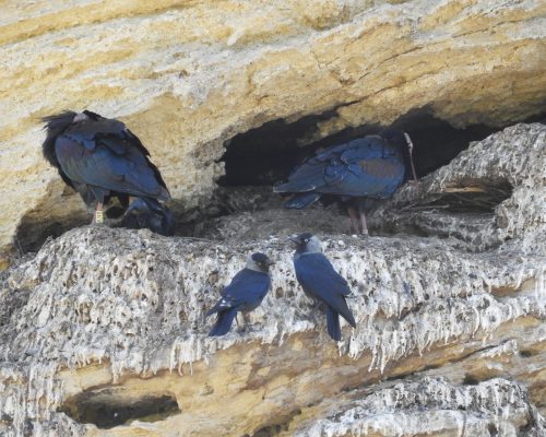 Ibis eremita y grajillas en La Barca de Vejer