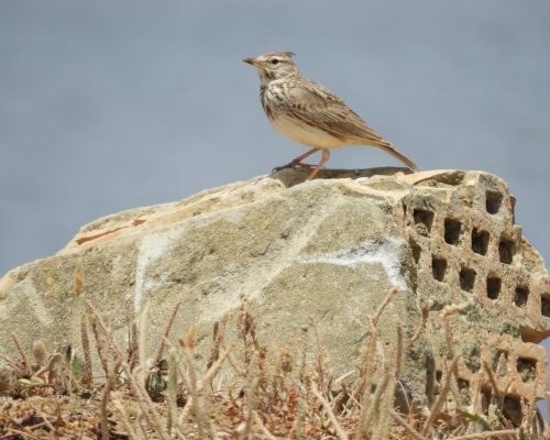 Cogujada común en la marisma de Barbate