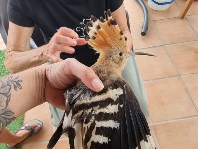 El gallito de marzo