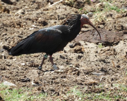 Ibis eremita en la marisma de Barbate