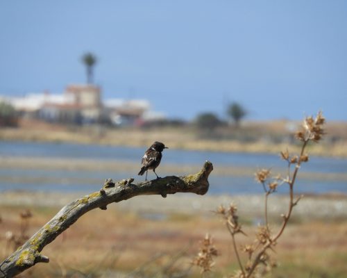 Tarabilla común en la marisma de Barbate