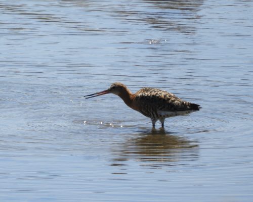 Aguja colinegra en las salinas de Chiclana