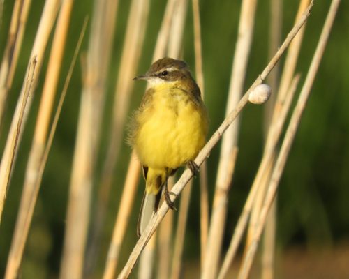 Lavandera boyera en la antigua laguna de La Janda
