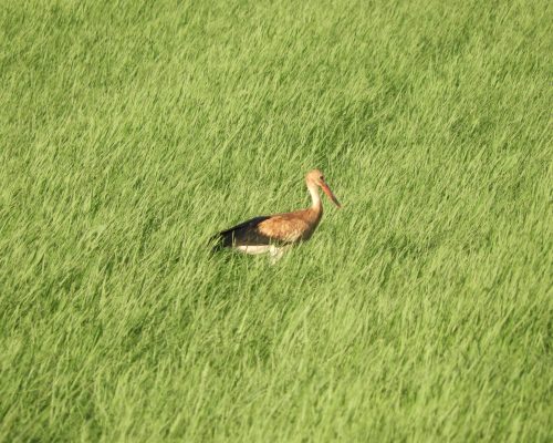 Cigüeña en la antigua laguna de La Janda