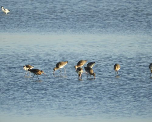 Aguja colinegra en la marisma de Barbate