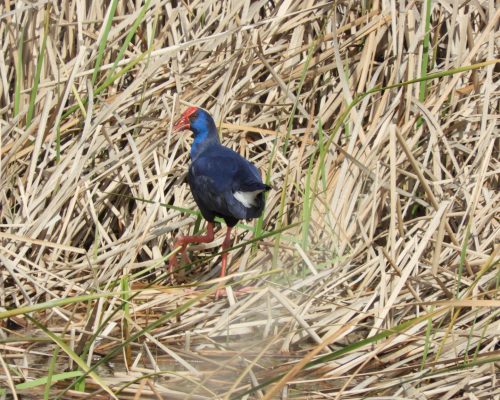 Del derecho y del revés