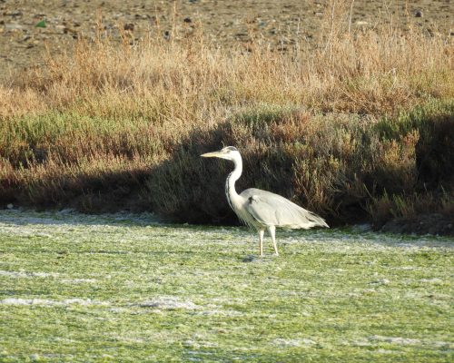 Garza real en la marisma de Barbate