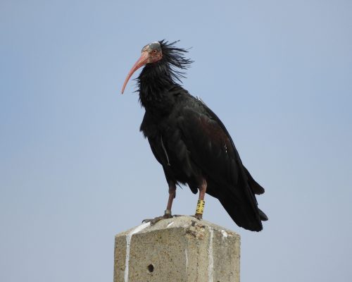Ibis eremita en la marisma de Barbate