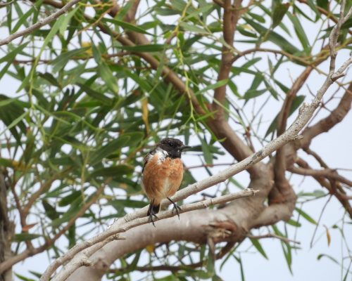 Tarabilla macho en la marisma de Barbate