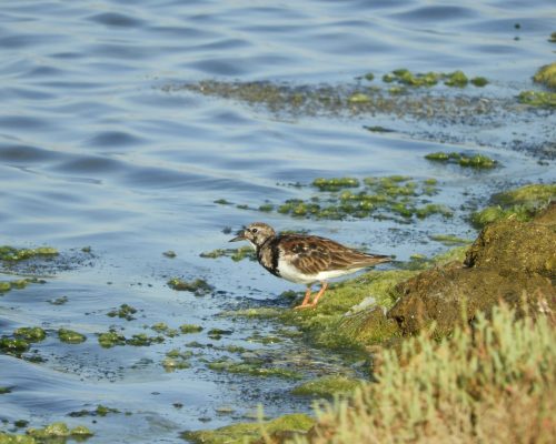 Vuelvepiedras en la marisma de Barbate