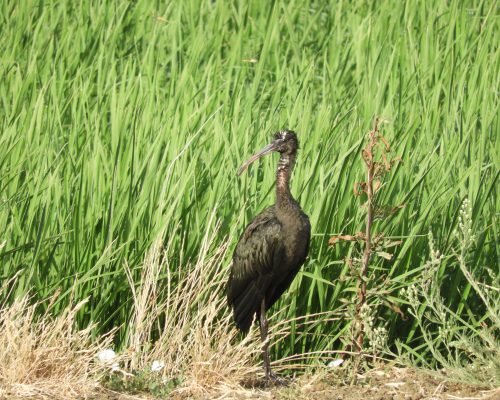 Morito en la antigua laguna de La Janda