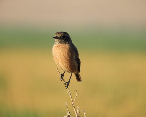 Tarabilla común hembra en la antigua laguna de La Janda