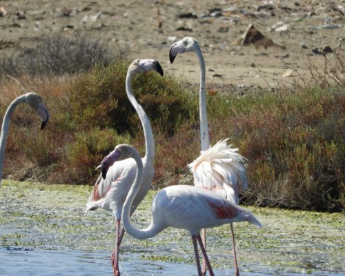 Flamencos en la marisma de Barbate
