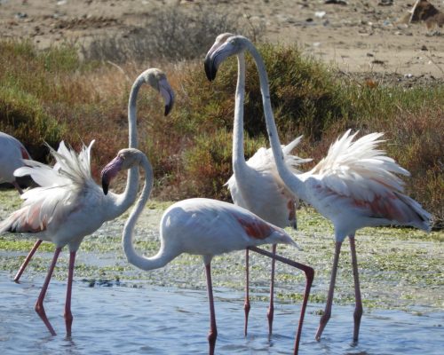 Flamencos en la marisma de Barbate